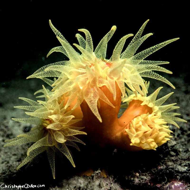 Sun coral (Tubastraea)