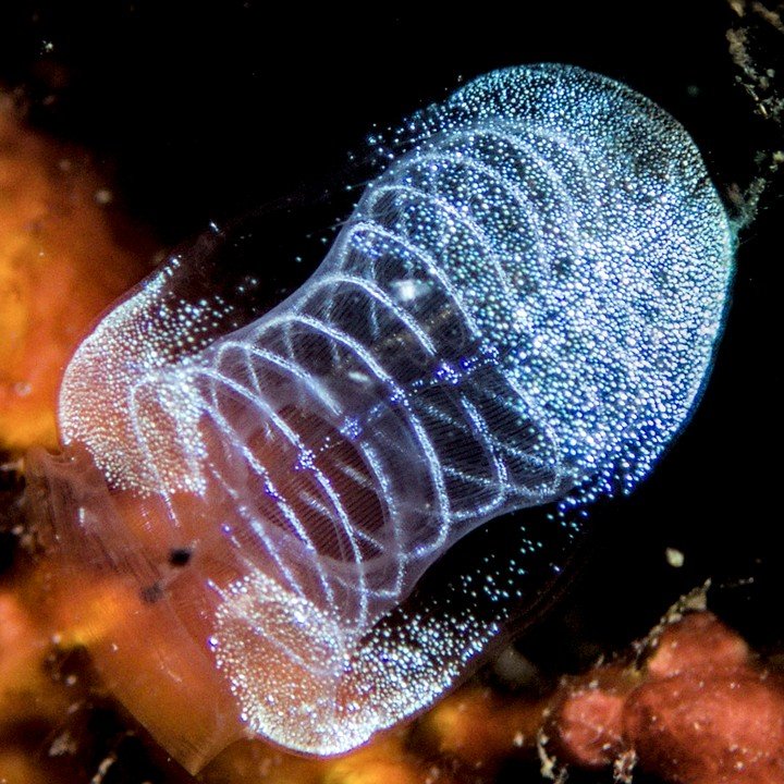 Bluebell Tunicate (Clavelina moluccensis)