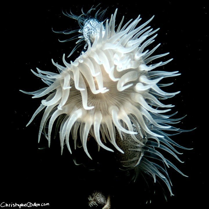 Nemanthus annamensis (sea anemone, aka the Gorgonian wrapper). Hong Kong, July 2025.